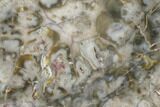 Petrified Seed Fern (Rhexoxylon) Slab - Zimbabwe #184976-1